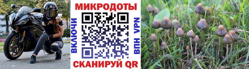 Купить закладки  Каргат  Псилоцибиновые грибы Psilocybine cubensis 